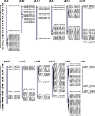 Systematic analysis of the UDP-glucosyltransferase family: discovery of a member involved in rutin biosynthesis in Solanum melongena
